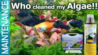 Black Molly and Platies for algae control Algae eater Ammonia and Aquarium algae control Part 2 [upl. by Curhan]