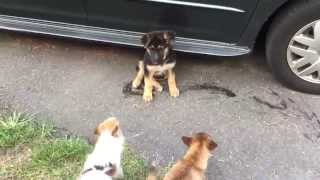 Dog fights Chihuahua asserts his dominance to new German Shepherd puppy [upl. by Darrick]