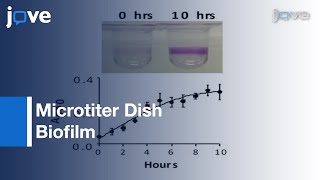 Microtiter Dish Biofilm [upl. by Fredrick]