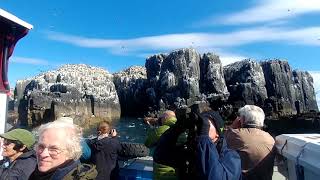 Birding the Farne Islands Northumberland UK 23 May 2019 [upl. by Paton]