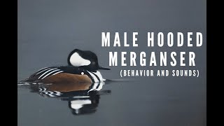 Hooded Merganser sounds and behavior [upl. by Ailecec]