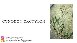 Cynodon dactylon  Ethnobotany  Malayalam Explanation  Medicinal Properties Of Cynodon Dactylon [upl. by Jayson]