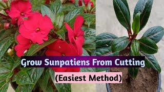 How To Grow Sunpatiens From Cutting Sunpatiens Cutting [upl. by Werdma]