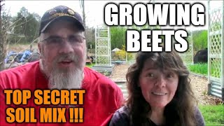 Growing Beets In Raised Beds And Containers  Secret Soil Mix [upl. by Belac]