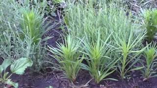 Лиатрис колосковый из семян  Liatris spicata from seeds [upl. by Yeoj]