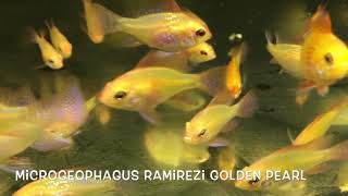 Microgeophagus ramirezi GOLDEN PEARL german bred [upl. by Farhsa]