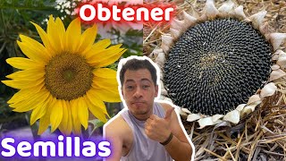 Como y Cuando Obtener Semillas De GIRASOL  Huerto Citadino [upl. by Ybeloc]