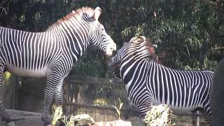 Zebra Harems Conservation San Diego Zoo [upl. by Naget]