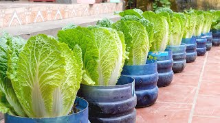 No need for a garden grow napa cabbage right in the yard to provide for the family [upl. by Waddington]