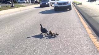 Cute ducklings cross road [upl. by Anej176]