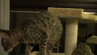 Savannah Cat making funny sounds [upl. by Arimas584]