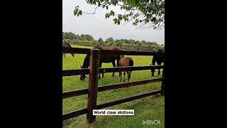 Worldclass Stallions and landscape gardens 🤩😍 at Irish National Stud farm Ireland shorts travel [upl. by Aihsekan]