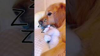 고양이 😻 올바르게 깨우는 방법 💖 kitten cat shortvideo funnyshort shorts [upl. by Kazim]