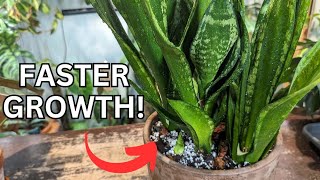 How to grow Snake plant faster Propagate and Care Indoors [upl. by Retrak]