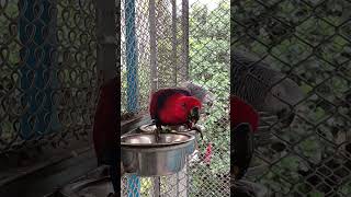 Red Sided Eclectus Parrot Female enjoying Vegetables 🦜 [upl. by Eileme]