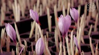 Indoor Saffron Farming How its made [upl. by Aiehtela]