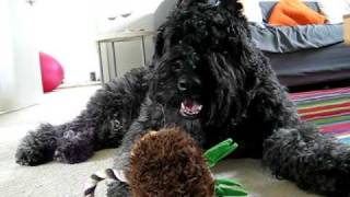 Bouvier des FlandresMs Jacqui [upl. by Nerro]