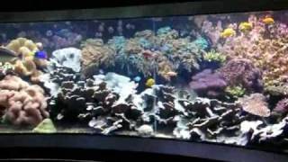 Giant 200° Panorama Tropical seawater reef tank  Salzwasserbecken  Aquazoo 4848 [upl. by Anhsirk]