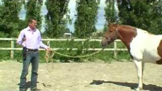 Michael Peace approach for clipping your horse [upl. by Nelehyram611]