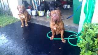 Stout Dogue de Bordeaux bathtime [upl. by Ardnayek]