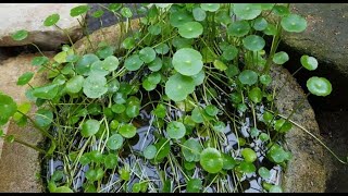 Гидрокотила вертикальная Hydrocotyle verticillata [upl. by Yleak819]