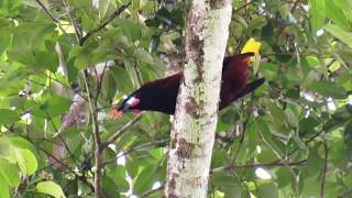 Montezuma oropendola calling Psarocolius montezuma [upl. by Lleznov653]