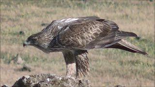 Águila perdicera Aquila fasciata Bonellis Eagle [upl. by Nwahsir]