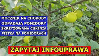 Mocznik na Choroby Odpadają Pomidory z Krzaka Skrzyżowana Cukinia Czarna Piętka na Pomidorach QampA [upl. by Alimhaj]