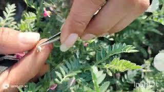 How to do crossing in chickpea crop  Hybridization Technique Emasculation Plant Breeding Methods [upl. by Nevin]