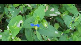 닭의장풀 Common Dayflower 달개비 닭개비 닭기씻개비 닭의꼬꼬 닭의밑씻개 닭의발씻개 벽선화 압척초 압척초鴨跖草 [upl. by Eizeerb496]