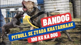 Bandog  Everything About Bandog  Bandog Facts in Hindi [upl. by Naivaj]