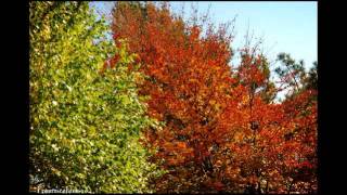 Van Morrison  Autumn Song [upl. by Eglanteen]