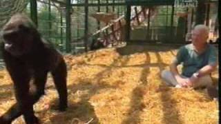 Croc Diaries  British Gorillas Part 4 [upl. by Tzong686]