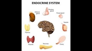 Physiology  Endocrine  lecture 1  part 2  DrNagi  Arabic [upl. by Gordan]