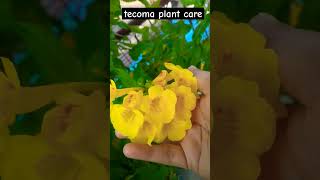 Tecoma plant care plants shorts gardenplants garden homegardens nature flowers [upl. by Eiramasil426]