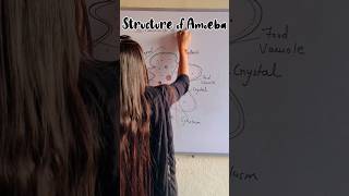 How to draw structure of Amoeba easily  Unicellular Amoeba shorts amoeba youtube shortsfeed [upl. by Llereg]