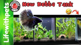 Easy Planted Divided Betta Fish Tank  Step by Step [upl. by Yllod]