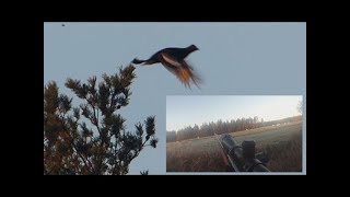 Teeren metsästys  Teeri kiväärillä 2016  Black Grouse Hunting [upl. by Notnert]