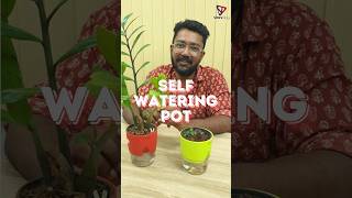 Self watering potplants indoorplants vibisvlog indoorplant [upl. by Ayote524]