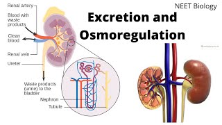 Excretion and Osmoregulation  Human Excretory System [upl. by Azral]