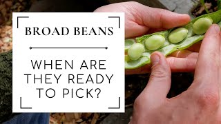 Harvesting Broad Beans  How to tell when broad beans are ready to pick [upl. by Hsemin]