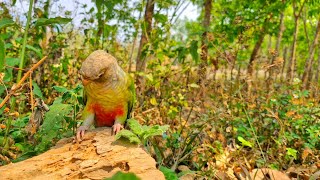 Lonely parrot in the forest Calling for a friend  green cheek conure sounds [upl. by Yelsa]