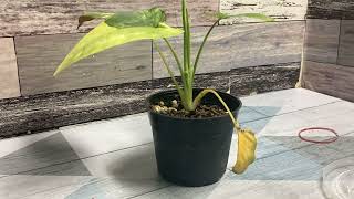 Timelapse Schismatoglottis wallichii variegated after watering [upl. by Adeehsar]