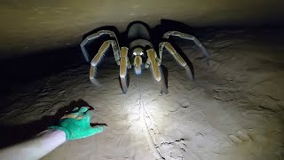 100 Biggest Spiders in The World [upl. by Anisor14]