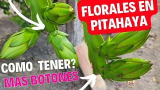 COMO tener mas FLORACION en PITAHAYAS dragon fruit cuando abonar pitahayas en maceta [upl. by Catrina920]