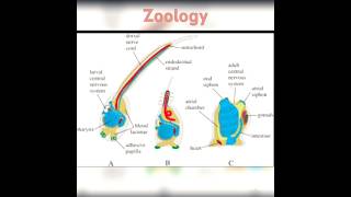 Ascidian tadpole larvadiagram BSc3rdzoology biology bsczoology shortsyoutubeshorts [upl. by Kennie700]