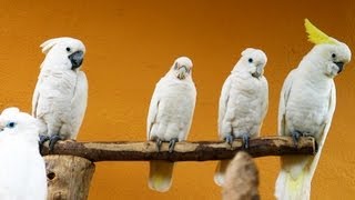 Cockatoo vs Cockatiel  Pet Bird [upl. by Heyra730]