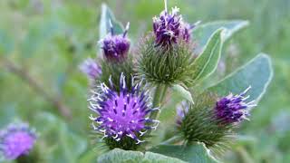 Burdock Identification [upl. by Shafer]