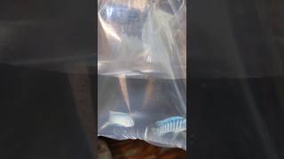 Chiclets Fish Leli fishtanktour fish mollytank petsvlog aquariumpets fishtank aquascape [upl. by Trbor537]