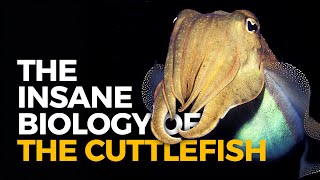 The Insane Biology of The Cuttlefish [upl. by Shulins]